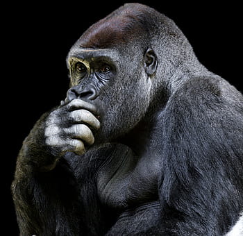 animal world, monkey, gorilla, ape, animal portrait, thinking, wise, tiergarten nürnberg