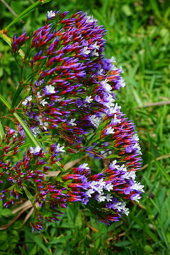 okřídlený pláž lilac, květ, načervenalé, modrý, fialový, bílý, limonium sinuatum, pláž lilac, limonium, rostliny s kořeny, plumbaginaceae
