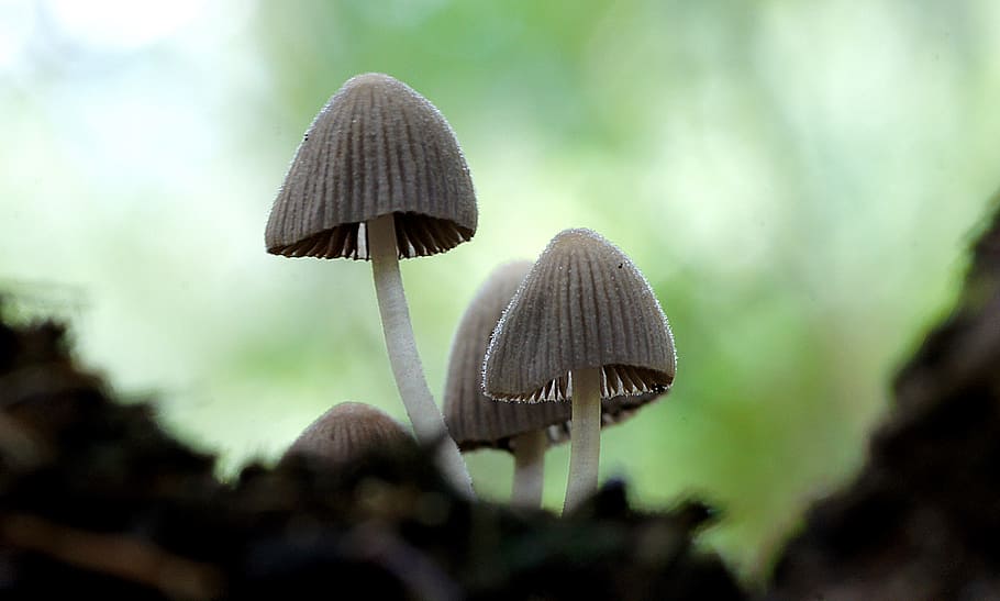 víla, inkcap, Coprinellus disseminatus, selektivní, soustředit se, fotografování, houby