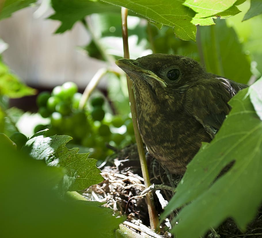 Bird, Cub, Animal, View, Leaves, Bush, wildlife, nest, beak, head, blackbird