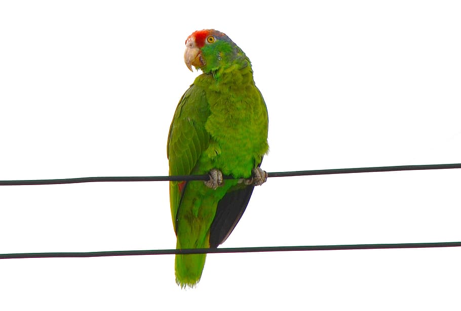 červený papoušek, Papoušek, ara, rubrogenys, amazonas, zelená, pták, zvíře
