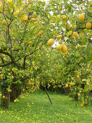 Lemon Trees, Lemons, Lemon Grove, sorrento, italy, greenery, fruit, tree, nature, agriculture, food
