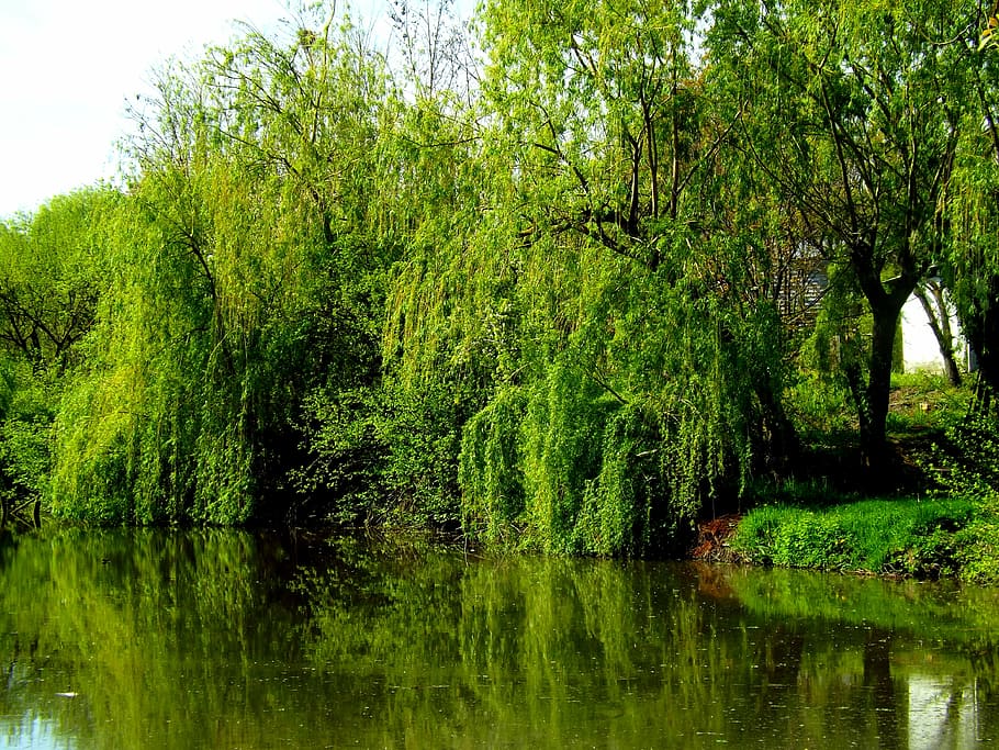 sauce, lago, agua, reflexión, espejo, naturaleza, vegetación, verde, balta, paisaje