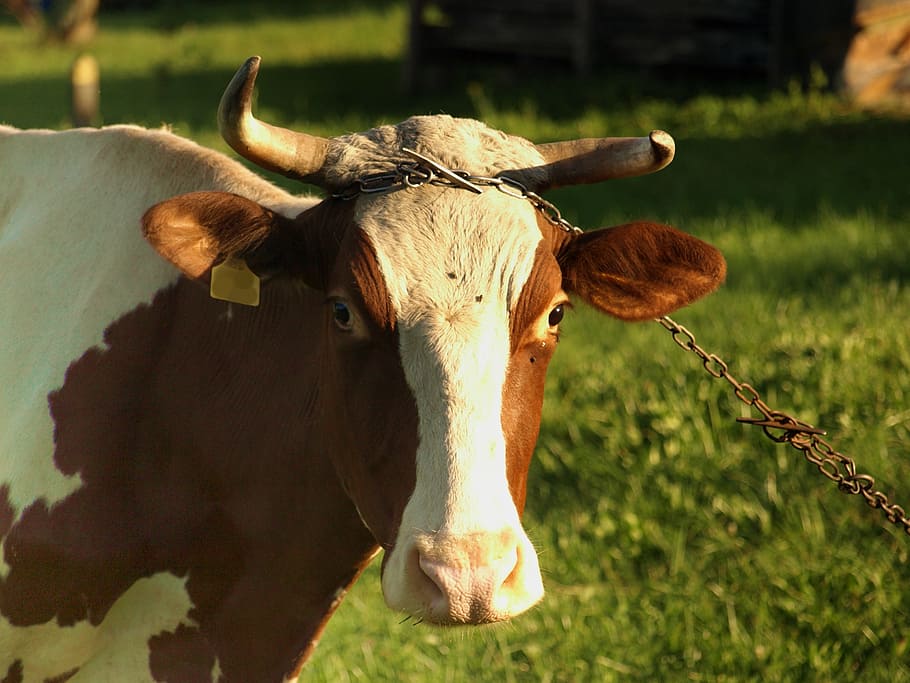 kráva, Zvířecí farma, vesnice, Příroda, zvíře, hospodařit, pastviny, chov zvířat, puntíkovaný, svázaný, oči