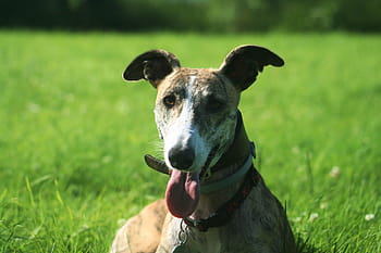 galgos, dog, spain