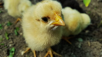 foto ravvicinata, giallo, pulcino di pollo, avvicinamento, foto, anatroccoli, pollo, pulcino, pollo giallo, pulcini gialli, pulcini