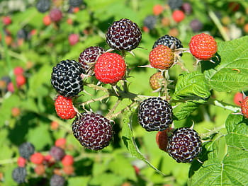 raspberry, raspberry hitam, raspberry matang, raspberry bush, memetik, beri hitam, memanen, beri dari raspberry, makro, vitamin, merah