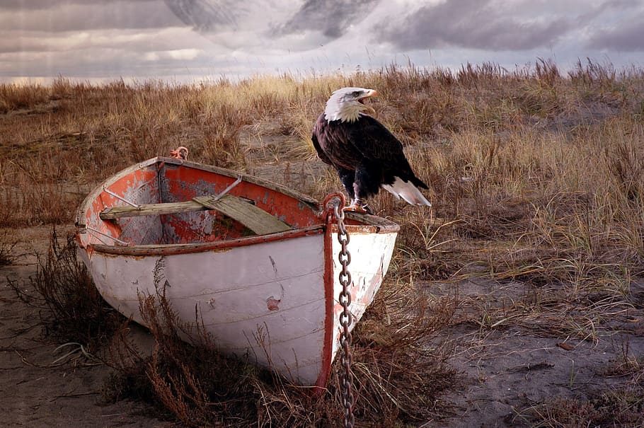 eagle, standing, white, boat, chains, gray, sky, adler, ship, steppe, cloudiness