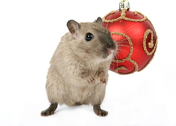 gray, laboratory mouse, red, bauble, animal, celebration, christmas, claus, close, concept, conceptual