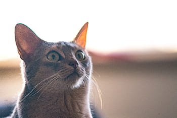 selective, focus photography, gray, cat, kitten, animal, pet, blur, one animal, animal themes, domestic cat