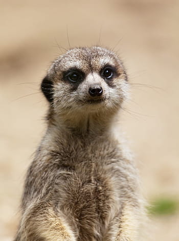 ζώο μεγαλόσωμος, meerkat, ζώο, μικρό, μάτια, χαριτωμένος, πλάσμα, έρημος, πρόσωπο, μαλλιά, suricata