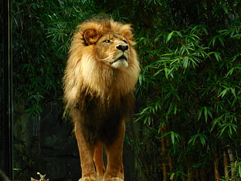 lion standing, Lion, Lion, Lion King, King, Animal, Wildlife, lion, animal, predator, nature, zoo, leo