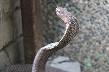 snake, reptile, animal, nature, toxic, python, green, dinosaur, eagle, head, dragon