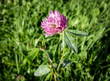 Klee, kløverblomst, lilla, eng, plante, natur, spids blomst, rødkløver, vilde blomster, tæt på, blomstre