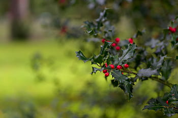 ヒイラギ、 クリスマスのヒイラギ、 イレックス、 赤、 常緑樹、 冬、 クリスマス、 デコレーション、 木、 自然、 風景
