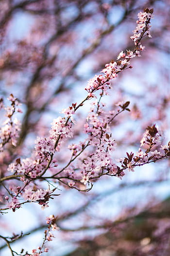 ピンクの春の花、 ピンク、 春の花、 花、 植物、 青い空、 開花、 春、 小枝、 枝、 木