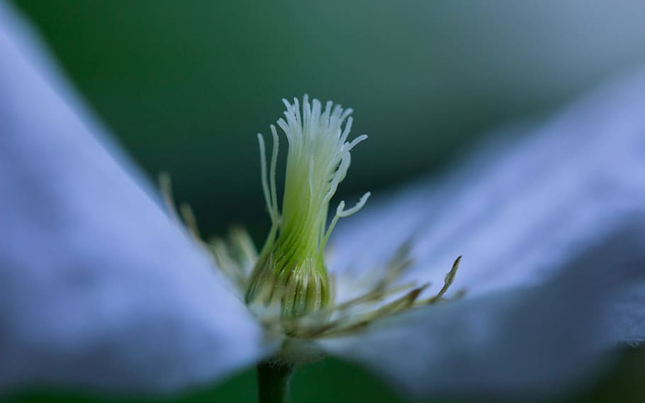 vicino, foto, fiore, avvicinamento, germoglio, fiorire, fioritura, estate, primavera, natura, verde