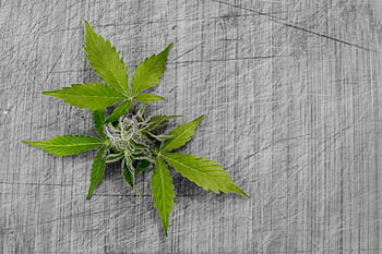 zelená, konopí, šedá, povrch, list, Příroda, flóra, plocha počítače, marihuana, hash, hrnec