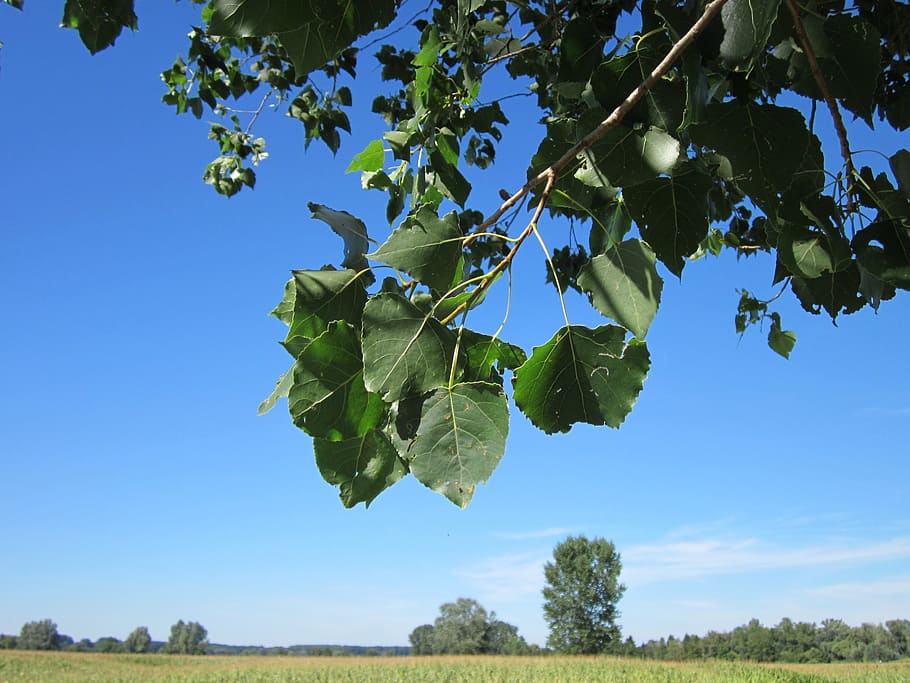 populus x canadensis, topol, strom, botanika, flóra, druh, hybridní, větev, listy