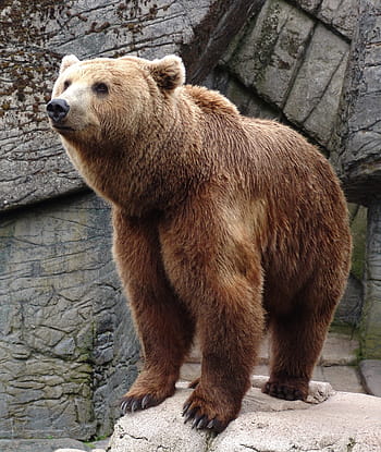 hnědý medvěd grizzly, medvěd, zvíře, volně žijících živočichů, divoký, zoologie, savec, druh, divočina, životní prostředí, venku