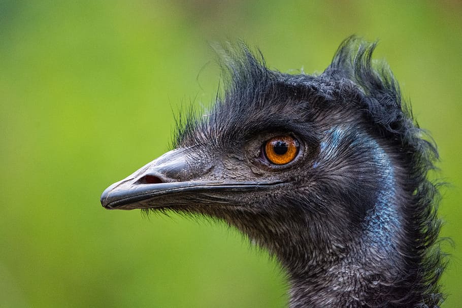 emu, černý pták, pták portrét, oranžové oči, fotografování divoké zvěře, detailní záběr, přírodní pozadí, ptačí druhy, emu hlava, emu peří, Emu oko