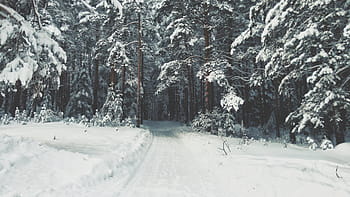 weg, bedekt, sneeuw, Bos, winter, wit, koude, weer, ijs-, bomen, planten