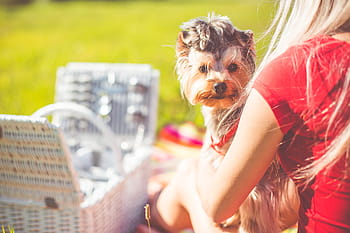 desfrutando, piquenique de domingo, domingo, piquenique, bonitinho, yorkshire terrier, relaxar, refrigeração, cães, comida, tempo