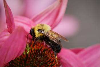 ape, primavera, polline, natura, all'aperto, biologico, naturale, Ali, alveare, giardino, fioritura