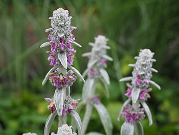 스티치 양모, 스테이 시스, 꽃들, 꽃차례, 식물, 관목, 플로라, stachys byzantina, Stachys lanata, 회색 잎과, 지표 커버