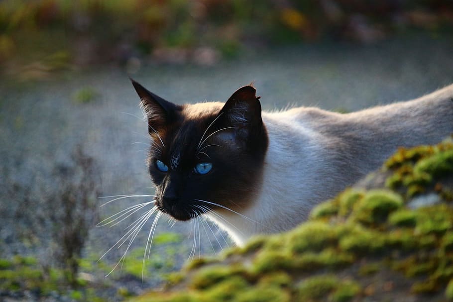kočka, siamská kočka, plemeno kočka, felidae, oči, modré oko