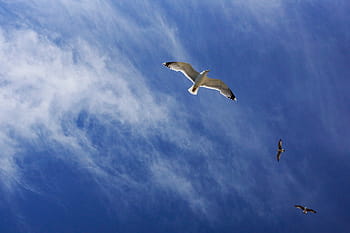 three, white, birds, flying, black, bird, blue, sky, cloud, animal, cloud - sky