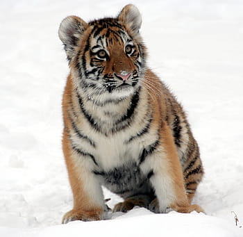 Marrone, nero, tigre, bianca, superficie, cucciolo di tigre, la neve, zoo, inverno, felino, strisce