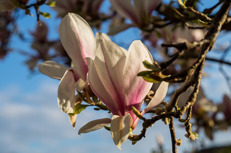 Magnolia, Blossom, Tree, Tree, Spring, Spring, Garden, blossom, tree, spring, garden, flower, nature, bloom