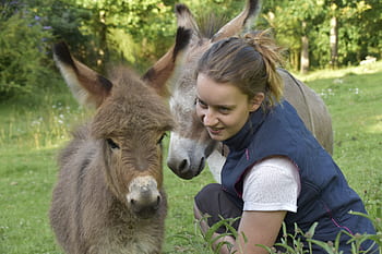 donkey, girl, portrait ass, colt, young ass, herbivore, hug, friendships, affection, equine, tenderness