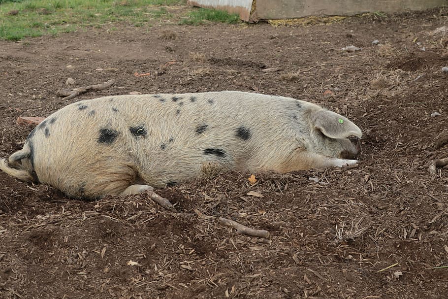 pig, farm, pork, agriculture, swine, livestock, piglet, snout, animal, piggy, pink