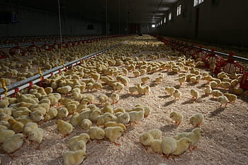 chicken farm, baby chickens, poultry farming, chicken chicks, farm animals, chicken coop, animal husbandry, chicken rearing, young chickens, chicken production, chicken breeding