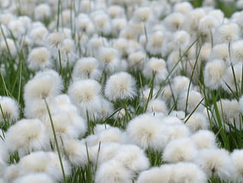 白、 タンポポ畑、 昼間、 Scheuchzersコットングラス、 Eriophorum scheuchzeri、 酸っぱい草温室、 キク科、 アルパインコットングラス、 コットングラス、 エリオホラム、 売店