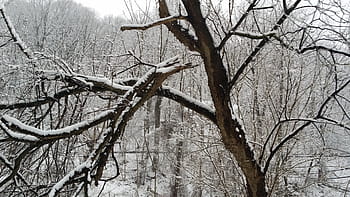 woods, snow, white, cold, nature, tree, rural, cabin, weather, winter, wood
