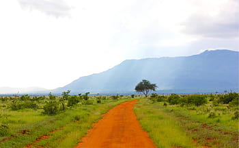 roadway, forest, front, mountain, green, grassland, orange, road, day, time, dirt