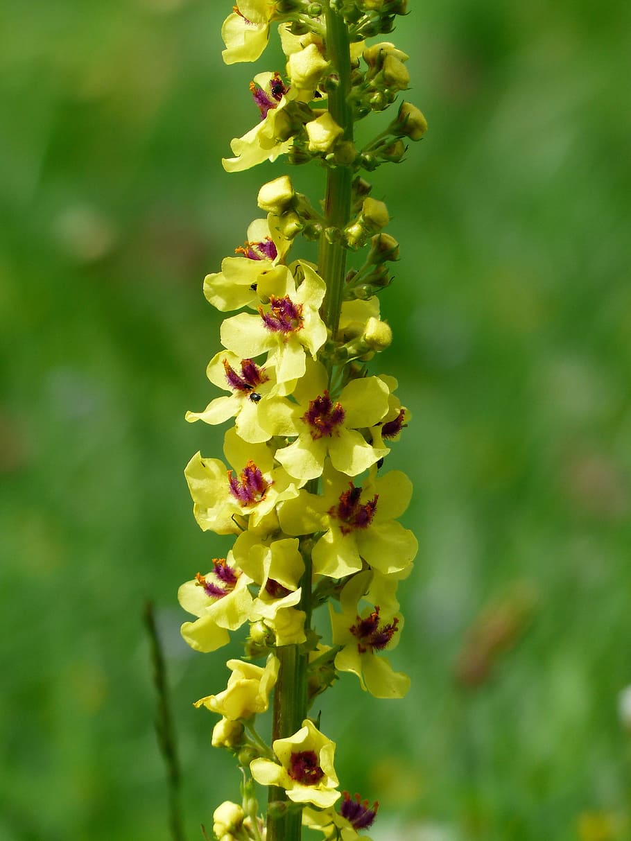 bunga, kuning, mullein hitam, verbascum nigrum, mullein gelap, mullein, verbascum, tanaman, alam, bunga runcing, braunwurzgewaechs