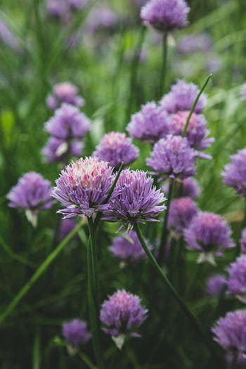 erba cipollina, fiorire, giardino, natura, selvaggio, viola, fioritura, piante, botanico, ingrediant, avvicinamento