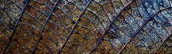 background, autumn, leaf, dead, death, surface, gloomy, cold, wet, dark, cells