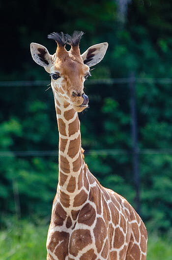 photo de girafe, bébé girafe, Jeune, animal, mammifère, le plus grand, faune, zoo, marron, des taches, longue