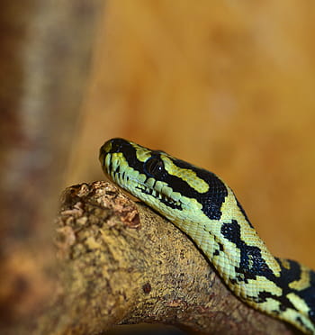 serpent, reptile, le monde animal, python, tapis en python, constricteur, animal, Fermer, échelle, créature, terrarium