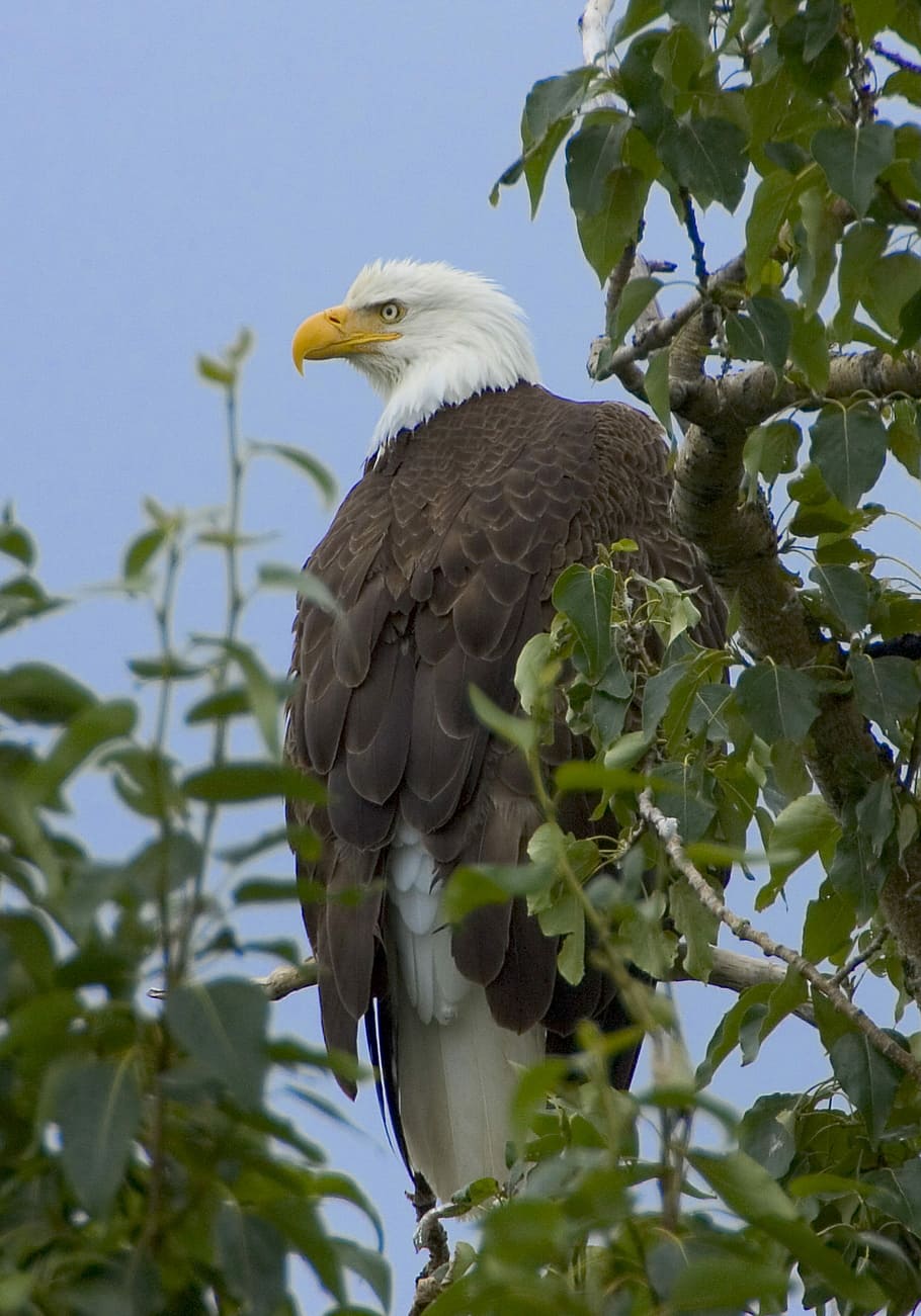 Orel bělohlavý, raptor, orel, plešatý, posazený, pták, Příroda, divoký, portrét, americký, symbol