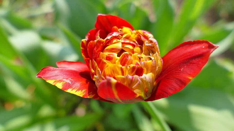 tulipán, květ, jaro, smět, zahrada, rostlina, Nizozemí, Červené, Příroda, rozkvetla, čerstvý