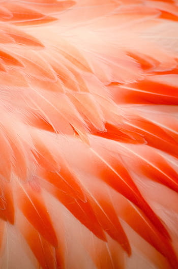 zavřít, fotografie, broskev, Červené, peří, plameňák, flamingo peří, Pírko, Pozadí, oranžový, růžový