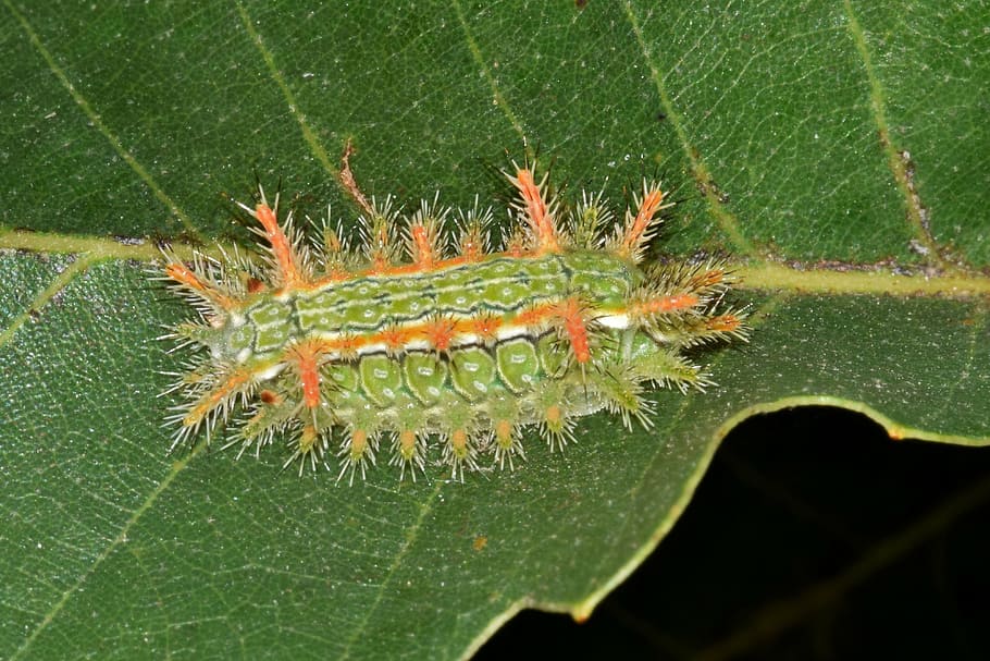 housenka, slim housenka, ostnatý dub slug housenka, larva, bodavá housenka, ostnatý, trny, pichlavý, trnitý, hmyz, zelený hmyz