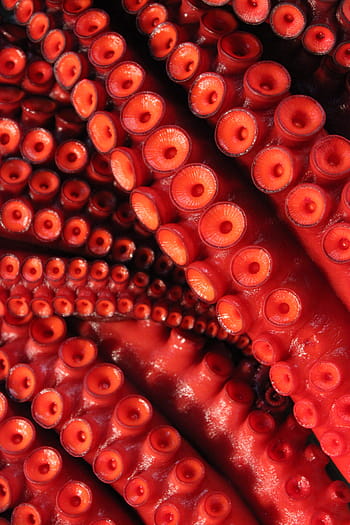 chobotnice, chapadla, zelenáč, plody moře, oliheň, Ryba, zvíře, kuchyně, Červené, bezobratlý, námořní