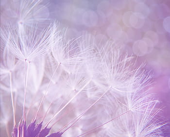 zavřít, fotografie, pampelišky, pampeliška, abstraktní, nachový, Pozadí, bokeh, světla, nafouknout, chmýří